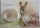 Australien 1 Dollar 2017 Kangaroo