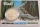 Australien 1 Dollar 2013 Saltwater Crocodiles Bindi BU