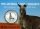 Australien 1 Dollar 1996 Kangaroo