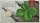 Austria 5 Euro 2014 New Year Gift of Luck Silver BU