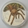 Tuvalu 1 Dollar 2020 Deadly & Dangerous Tarantula