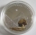 Palau 5 Dollars 2013 Wonders of the World Great Pyramids of Giza Silver